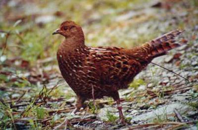 Radio-tagged & Banded Female Mikado Pheasant
